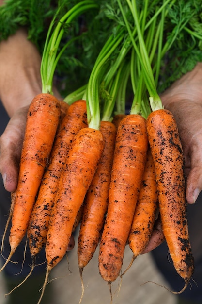 Jeune homme agriculteur ouvrier tenant dans les mains la récolte locale de carottes orange fraîches jardin privé verger économie naturelle concept de passe-temps et de loisirs