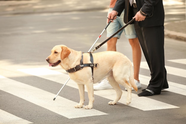 Photo un jeune homme aide un aveugle avec un chien-guide sur un passage pour piétons