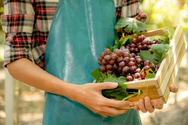 Jeune homme asiatique agriculteur main tenant des raisins après la récolte sous forme de vignoble, concept de fruits sains.