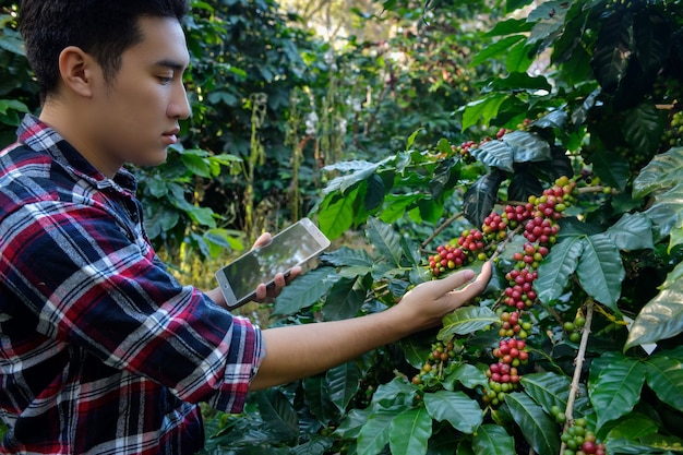 Jeune homme chercheur recherchant les grains de café Arabica sur les caféiers cultivés sur les hauteurs à Chiang Mai, Thaïlande