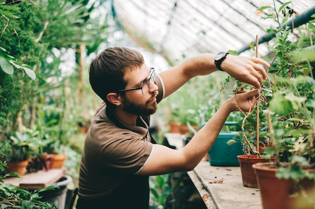 Jeune homme écologiste jardinier s'occupant des plantes en serre.