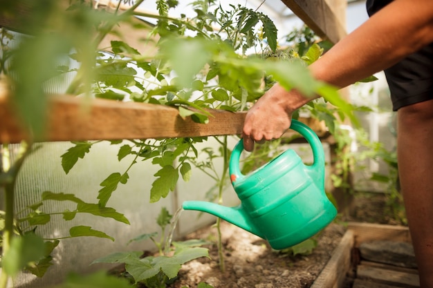 Jeune homme mains arrosage des légumes à sa serre