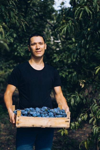 jeune homme récoltant des prunes, boîte en bois dans ses mains, jardin et potager