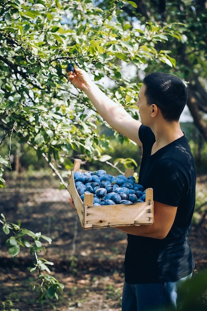 jeune homme récoltant des prunes, boîte en bois dans ses mains, jardin et potager