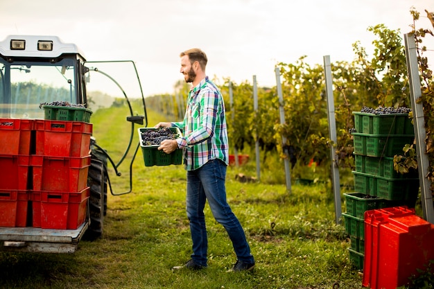 Jeune homme, récolte, rouges, raisins, dans, vignoble