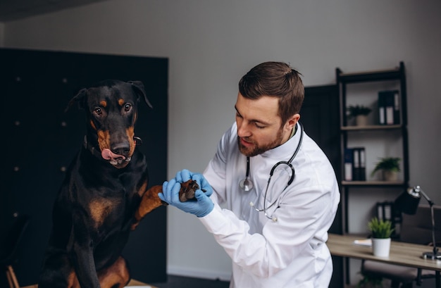 Jeune homme vétérinaire examinant un chien sur une table dans une clinique vétérinaire Médecine animaux de compagnie soins de santé et concept de personnes Soins vétérinaires race Doberman