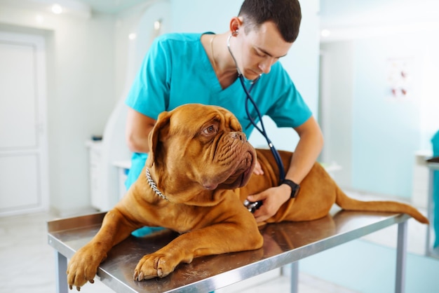 Jeune homme vétérinaire examinant un chien sur une table dans une clinique vétérinaire Medicineanimals health care