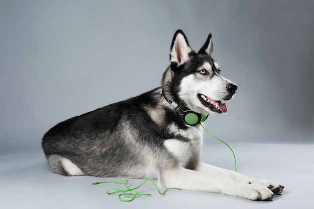 Jeune Husky dans les écouteurs portant sur fond gris