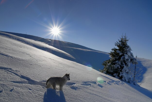 Jeune husky en hiver