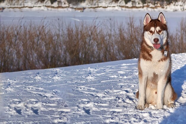 Le jeune husky sibérien rouge se repose dans la neige contre le contexte d'un paysage d'hiver