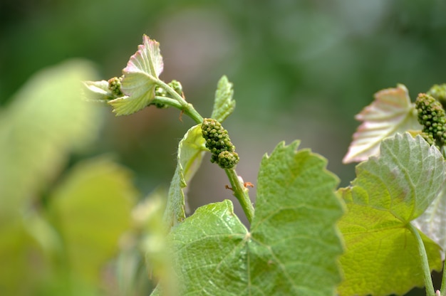 Jeune inflorescence de raisins sur le gros plan de la vigne. Vigne avec de jeunes feuilles et bourgeons fleurissant sur une vigne dans le vignoble. Germination des bourgeons de printemps/Pousse de Vitis vinifera, vigne.