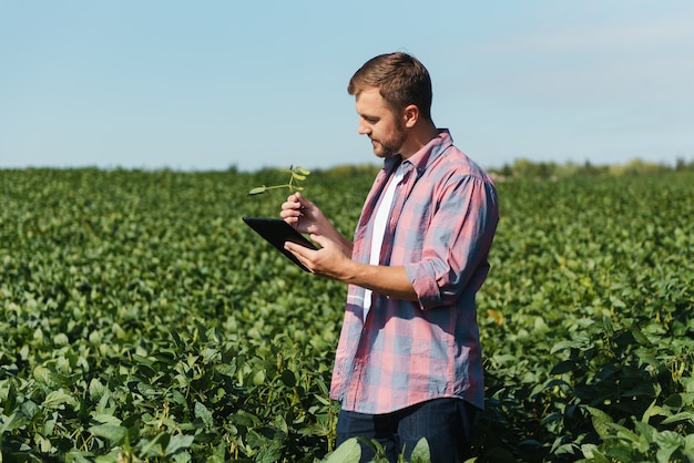 Jeune ingénieur agricole beau sur le champ de soja avec tablette dans les mains au début de l'été