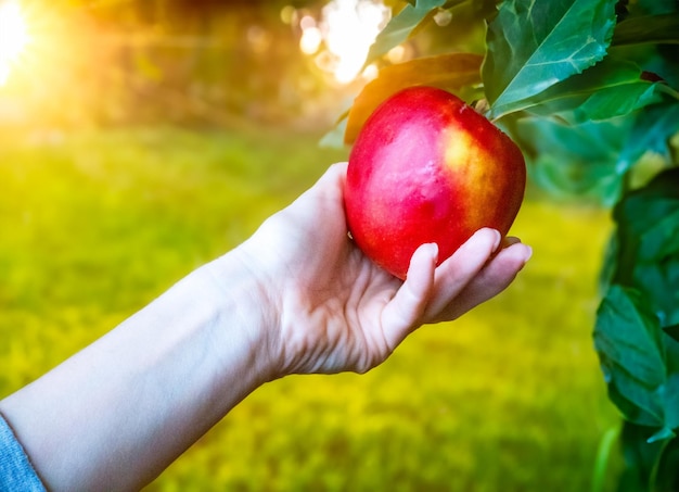 Le jeûne intermittent une pomme dans la main est un rejet de la viande et de la malbouffe