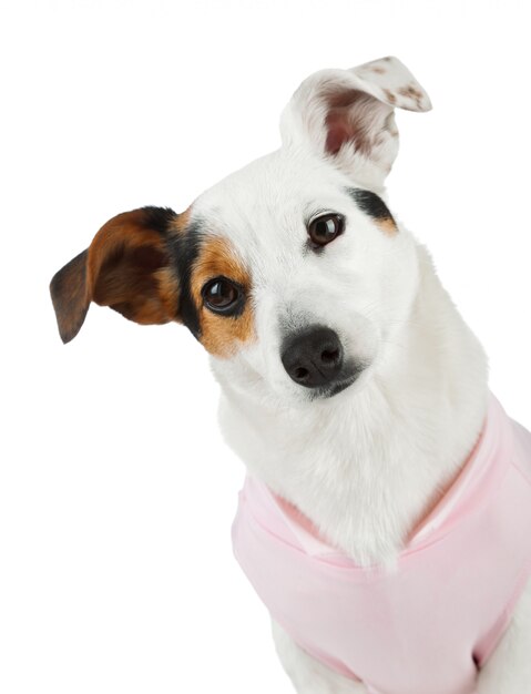 Jeune Jack Russel avec une robe rose