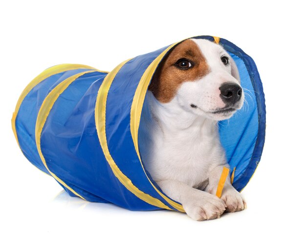 jeune jack russel terrier in tunnel