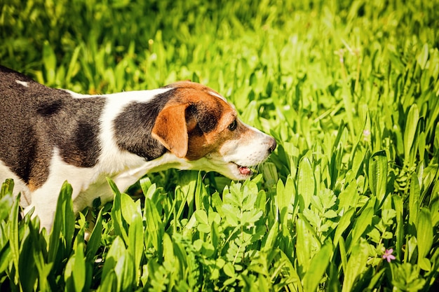 Jeune jack russell manger herbe