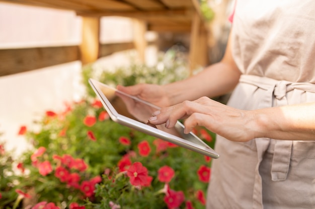 Jeune jardinière en tablier à l'aide de tablette numérique pour trouver des informations sur de nouvelles sortes de fleurs dans le net tout en travaillant en serre