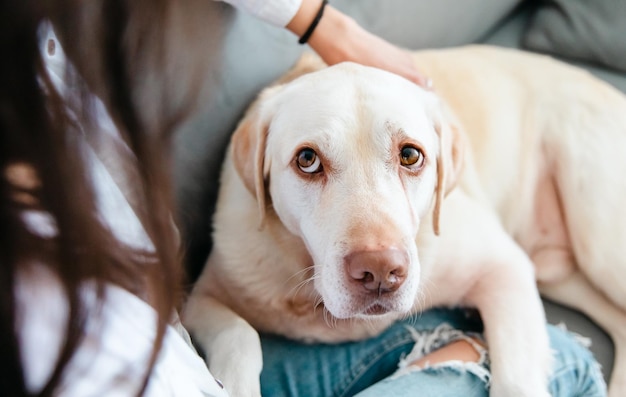 Jeune jolie femme en vêtements décontractés embrasse son gros chien bien-aimé tout en étant assis sur le canapé dans le salon