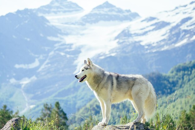 Jeune jolie fille courant en plein air au printemps avec un chien de montagne