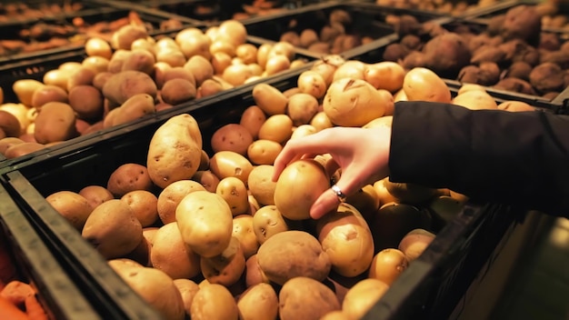 Jeune jolie fille cueille des pommes de terre dans un supermarché local Gros plan d'une main féminine tenant un tubercule de pomme de terre