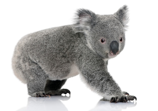 Jeune koala, Phascolarctos cinereus, sur un blanc isolé