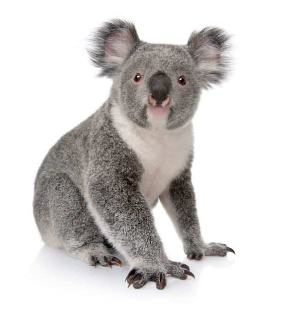 Jeune koala, Phascolarctos cinereus, sur un blanc isolé
