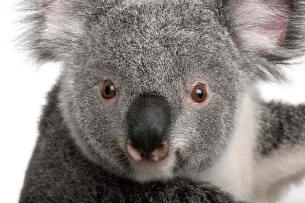 Jeune koala - Phascolarctos cinereus