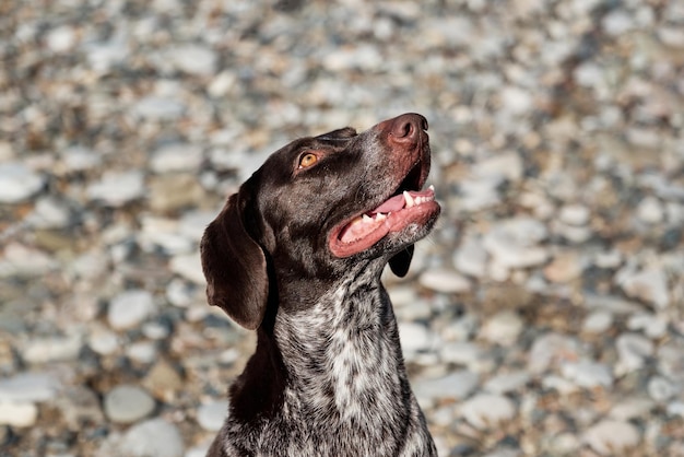 Jeune kurtzhaar à poil court Portrait de pointeurs de race de chien sur fond de plage de galets