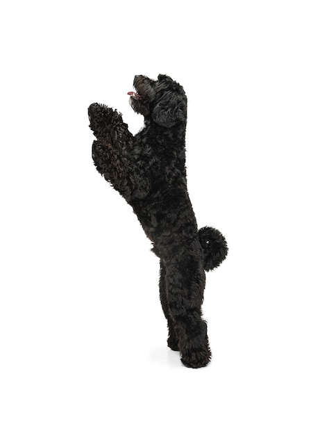 Jeune labradoodle jouant isolé sur un mur de studio blanc