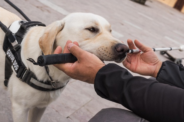 Un jeune labrador lors d'une séance d'entraînement pour chiens guides avec un instructeur tenant une canne blanche