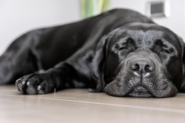 Jeune labrador noir dormant sur le sol (Focus sur le nez du chien)