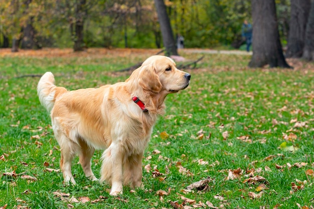 Un jeune labrador se tient dans une clairière. Fermer...