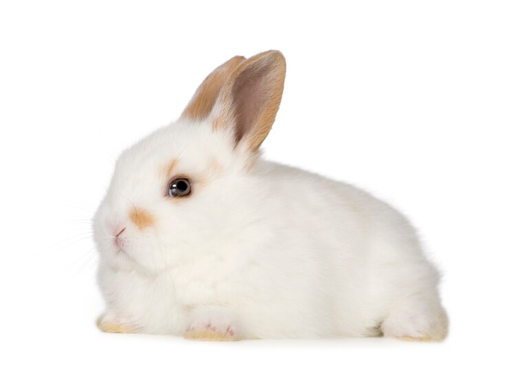 Photo jeune lapin isolé