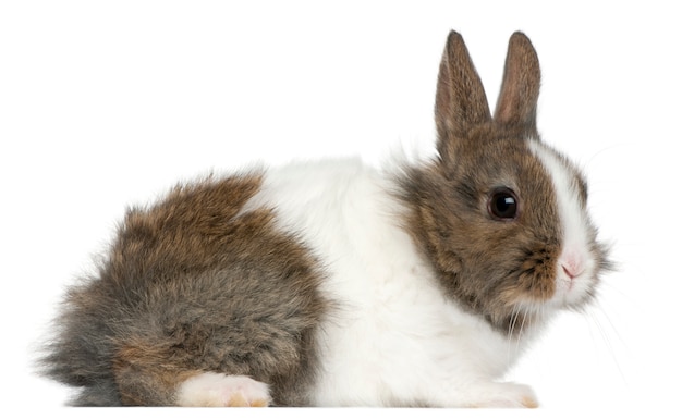 Photo jeune lapin lionhead en face de fond blanc