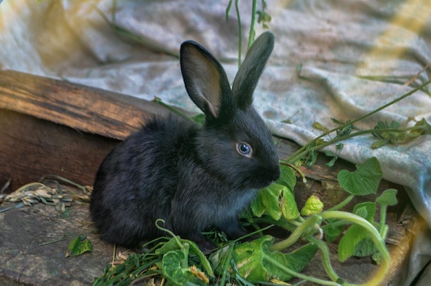 Jeune lapin mignon aux cheveux pelucheux Petit lapin noir