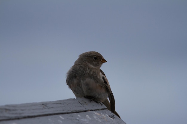 Un jeune Lapland Longspur assis sur une plate-forme en bois par une journée nuageuse Arviat Canada