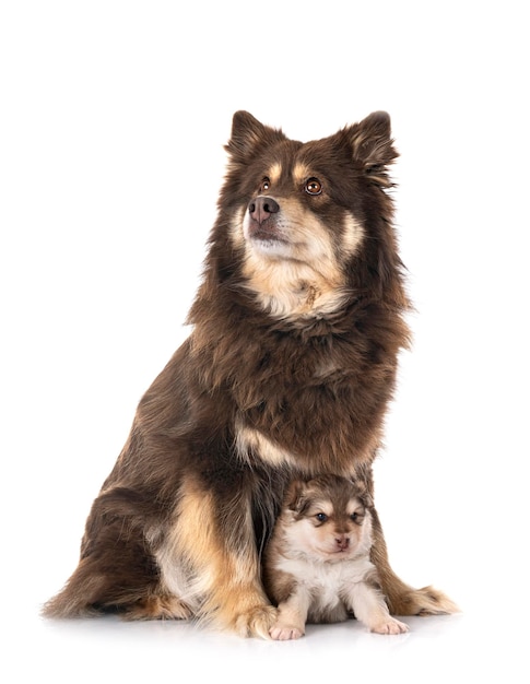 Jeune Lapphund finlandais devant fond blanc