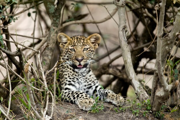 Jeune léopard au Serengeti, Tanzanie, Afrique