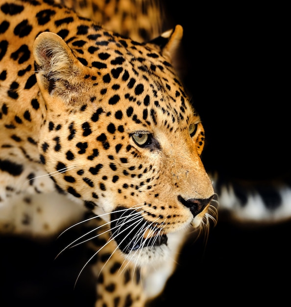 Jeune léopard sur fond sombre