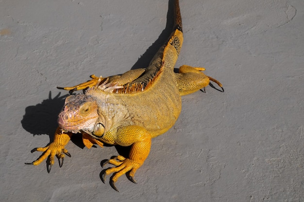 Jeune lézard iguane mâle coloré sur une surface grise