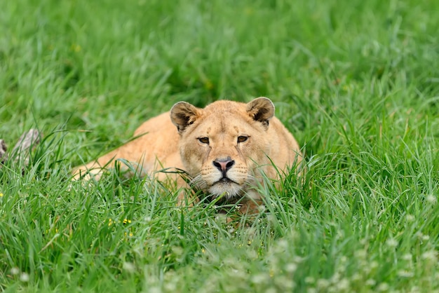 Jeune lion dans l'herbe verte