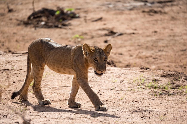 Un jeune lion marche le long du chemin