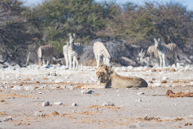 Jeune lion paresseux mâle couché sur le sol. Zèbre (défocalisé) marchant tranquillement. Safari animalier dans le parc national d'Etosha, Namibie, Afrique.