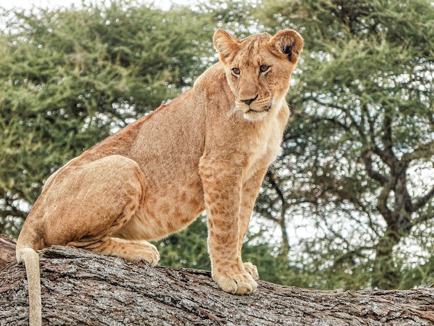 Un jeune lion perché dans un arbre qui regardait derrière lui.