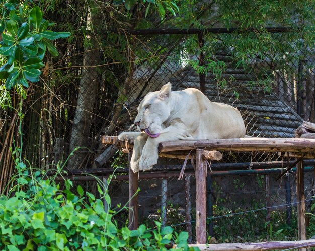 Jeune lion