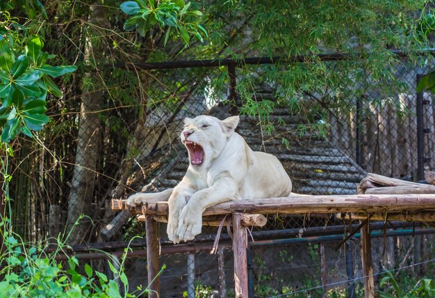 Jeune lion