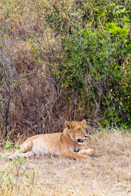 Une jeune lionne dans un épais buisson Kenya Afrique