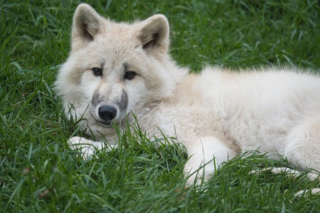Jeune loup blanc du parc des loups Werner Freund