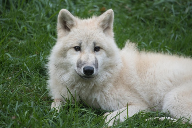 Jeune loup blanc du parc des loups Werner Freund