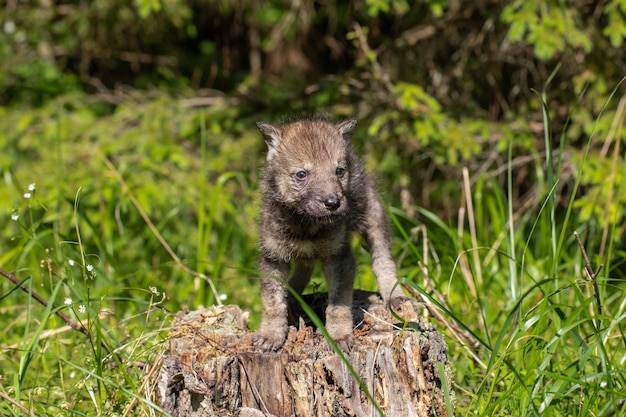 Jeune loup gris